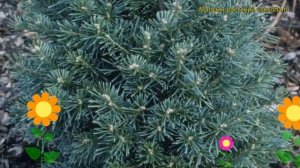 Пихта шершавоплодная Грин Глоб. Краткий обзор, описание характеристик abies lasiocarpa Green Globe