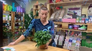 Фикус бенджамина Грин Кинки - неприхотливый зеленый друг карликового роста. Знакомству быть.