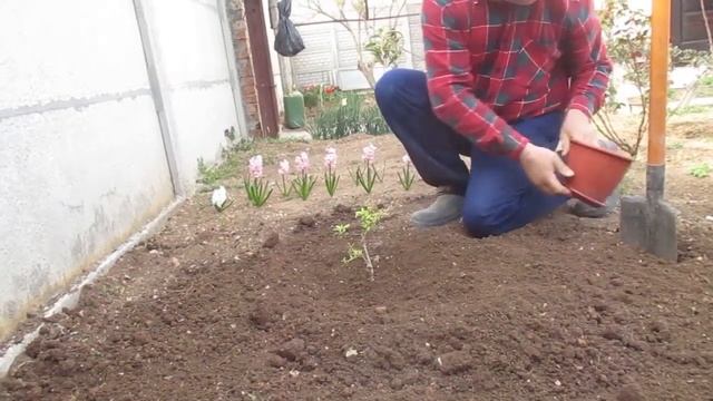 гранат комнатный перевалка в открытый грунт смотреть онлайн