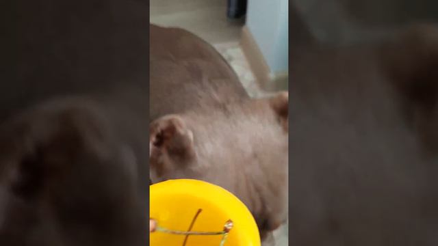 Американские булли лакомятся черешней смотреть онлайн