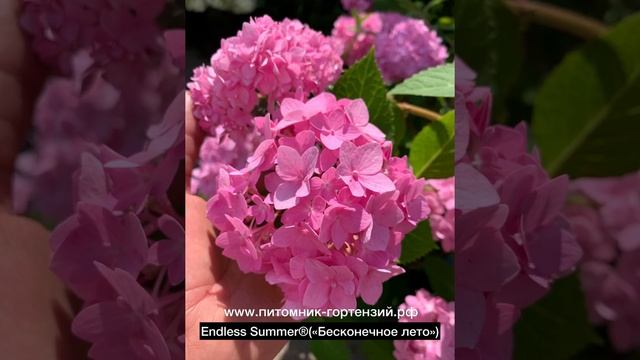 ?Настоящие хиты крупнолистных гортензий 2022г.⭐️ Endless Summer, Forever & Ever и You & Me⭐️ смотреть онлайн