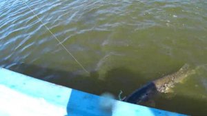 Рыбалка в Астрахани//Ловим ЖЕРЕХА с берега//Много хищника#teamправильнаяподсечка#астрахань