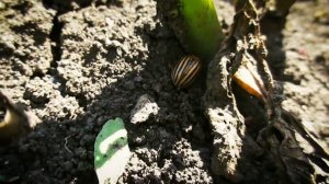 Колорадский жук. Описание. Питание. Colorado potato beetle. Colorado potato beetle in the country.