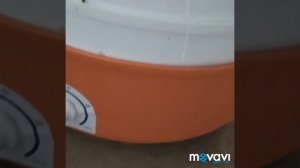 Как сушить петрушку в электросушилке