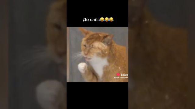 смешные видео с животными 2 часть смотреть онлайн
