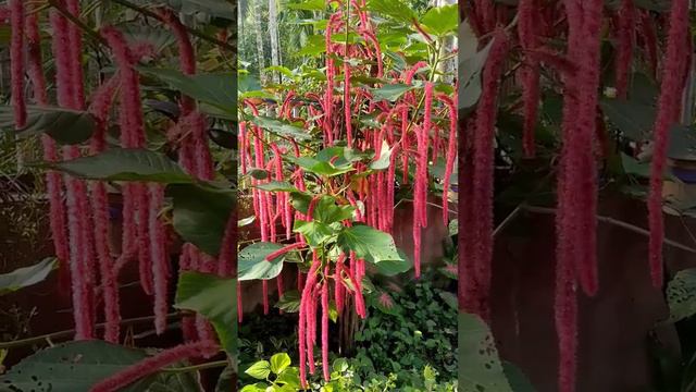 Acalypha Hispida