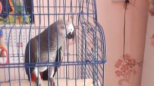 Разговор жако с человеком