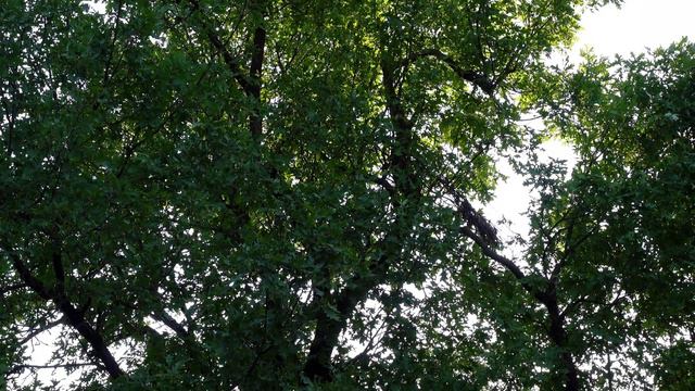 Ширококрылая кукушка - Голоса птиц смотреть онлайн