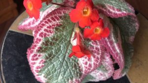 AFRICAN VIOLETS relative Episcia Cleopatra - gorgeous!
