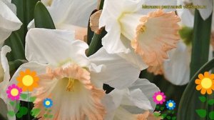 Нарцисс крупноцветковый Бритиш Геймбл. Краткий обзор, описание характеристик British Gamble