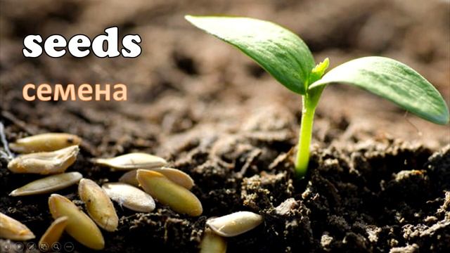 Our nature.  Presentation.  Наша природа. // #УчуАнглийский