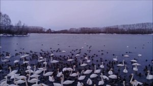 Лебединое озеро в Алтайском крае.