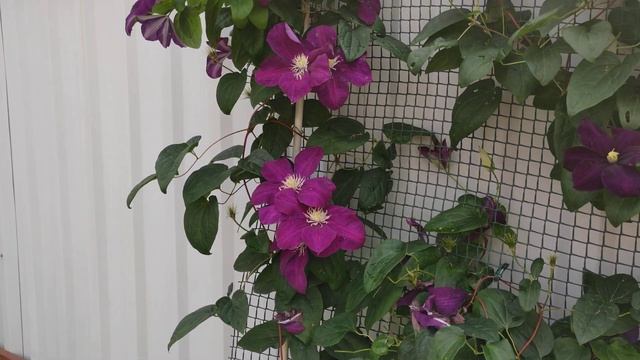 Клематис Виль де Лион  (Clematis ’Ville de Lyon’) смотреть онлайн
