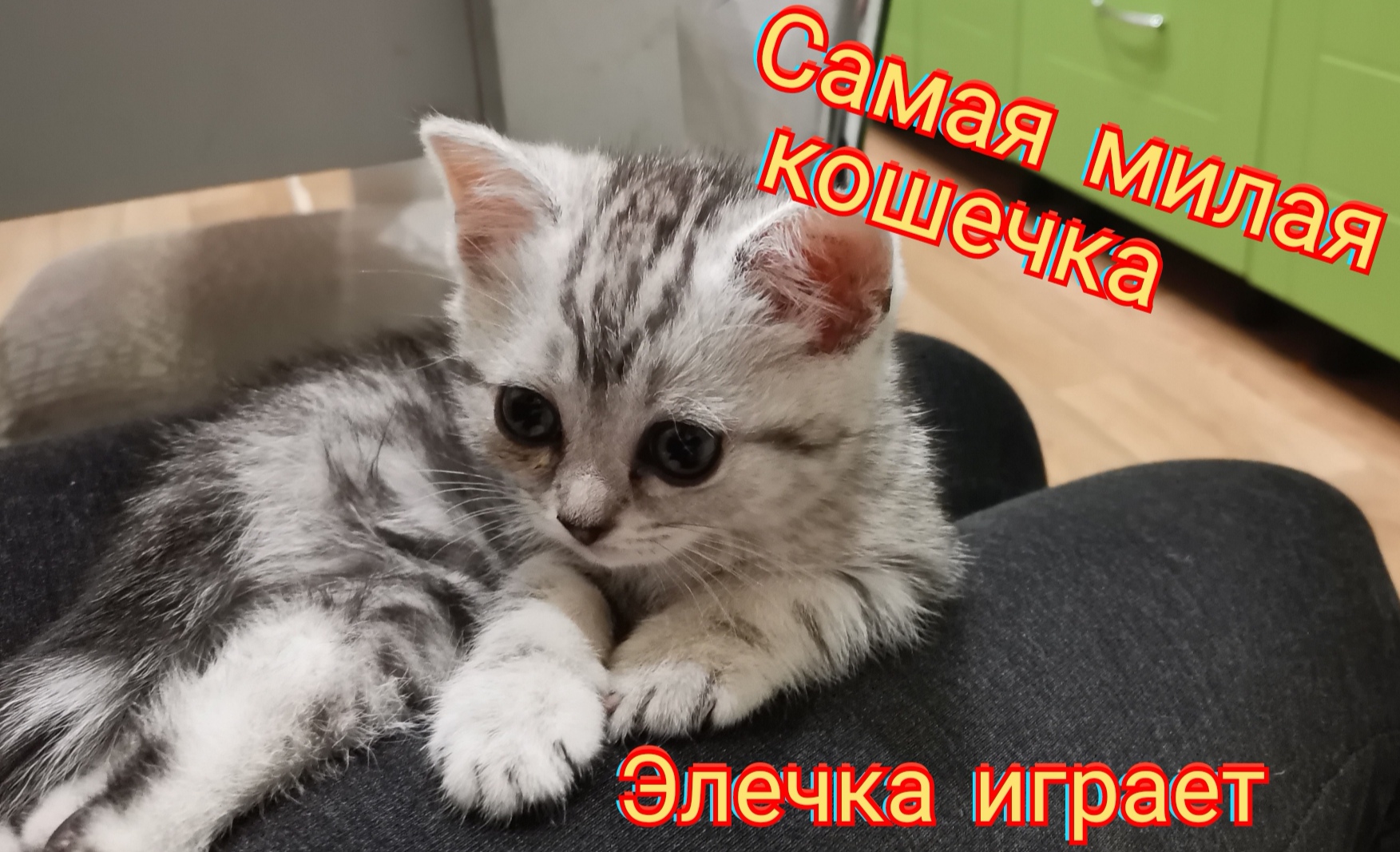 Самая Милая Кошка Фото