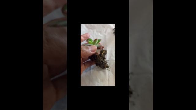 #short Echeveria pulvinata ruby ❤️❤️❤️ смотреть онлайн