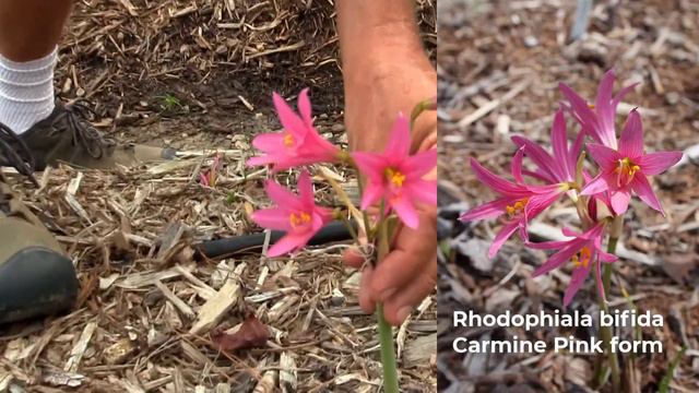 Rhodophiala - An Easy-to-grow Dwarf Amaryllid смотреть онлайн