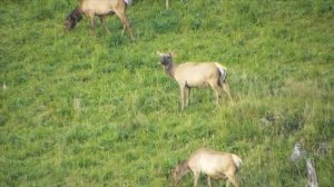 Красота природы Алтая/Горного Алтая.