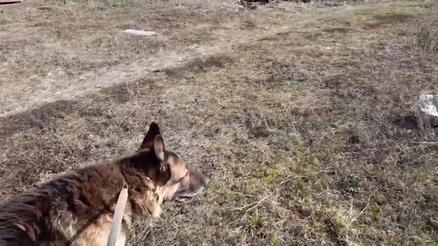 Приучаю Мишку к поводку смотреть онлайн