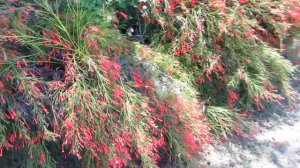 РУССЕЛИЯ ХВОЩЕВИДНАЯ!!!КИРЬЯТ-ЯМ.ИЗРАИЛЬ.