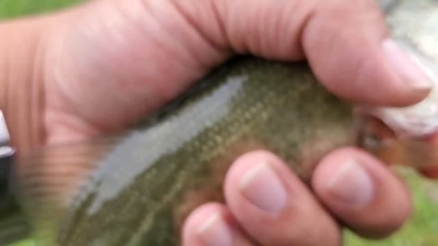 Bass and Bluegill Fishing Using the Texas Rig, Berkley Gulp Minnows, and Live Minnows смотреть онлайн