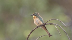 Голос птахів. Голоса птиц.  Birdsong