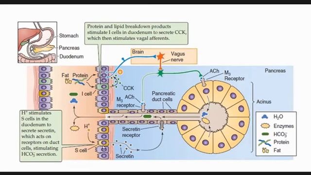 General Principles of GIT Function | Physiology смотреть онлайн