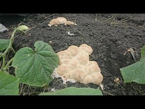 Борьба с грибом Слизевиком.