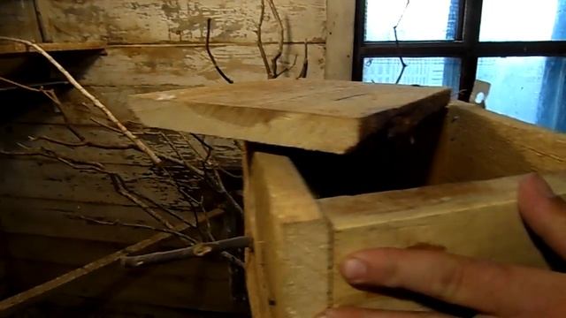 Вторая кладка яиц у волнистых попугаях, часть-2. смотреть онлайн