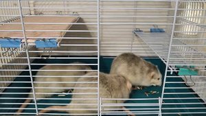 КРЫСЫ ЩЕЛКАЮТ СЕМЕЧКИ