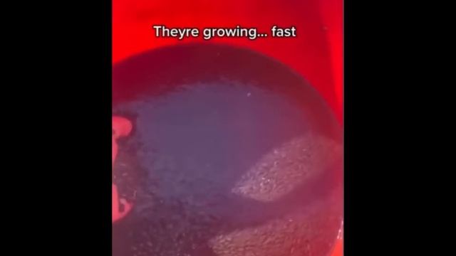 Смешные жабы ?