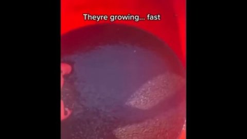 Смешные жабы ?