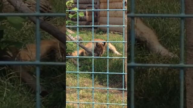 Рысь убивает своих котят (Зоопарк Удмуртии) смотреть онлайн