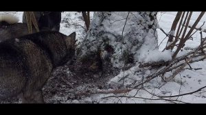 Охота на Куницу с Лайками. Что они творят, интересная Охота получилась)