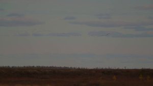 Гуси полетели !!!!. Жизнь Вынгаяхи 3 .