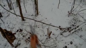 Расстановка капканов  Охота на куницу !!!