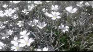 Почвопокровники. Ясколка