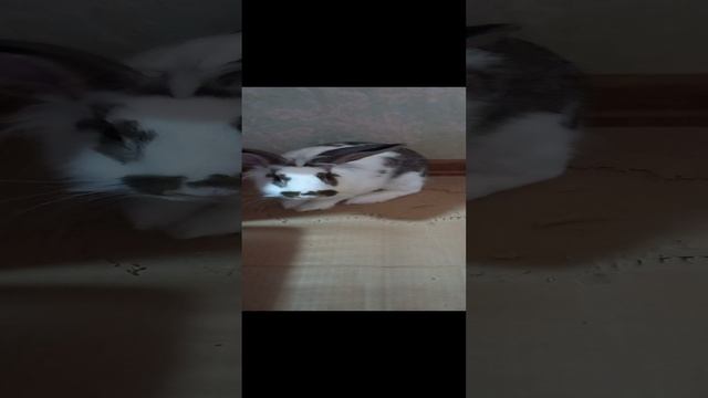 Карточка видео