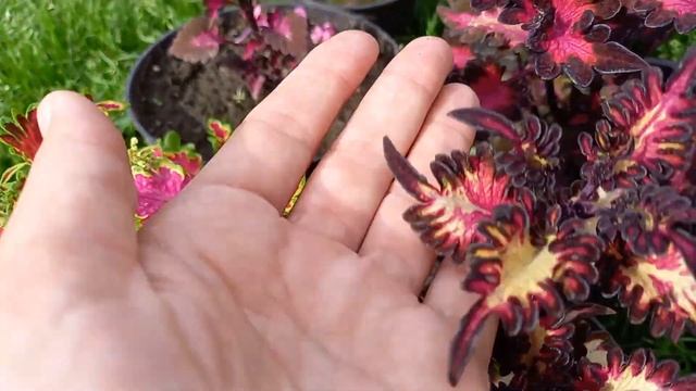 Колеус из семян. Обзор сеянцев. смотреть онлайн