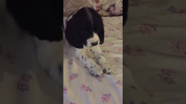 Мой щенок смотреть онлайн