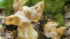 экзотические грибы