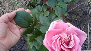 Роза Аква. Чайно-гибридная роза. Первогодка.