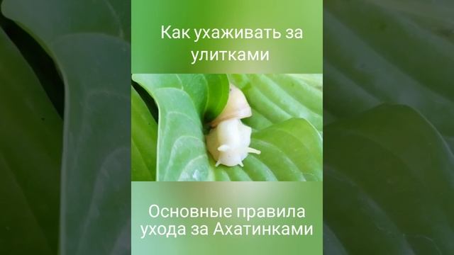 Как выглядит улитка Ахатина. Как ухаживать за улитками. Чем питаются улитки.