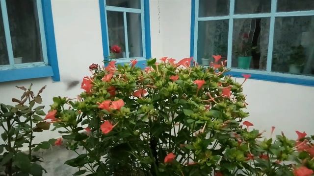 бражник - насекомое, похожее на колибри и одновременно на бабочку.