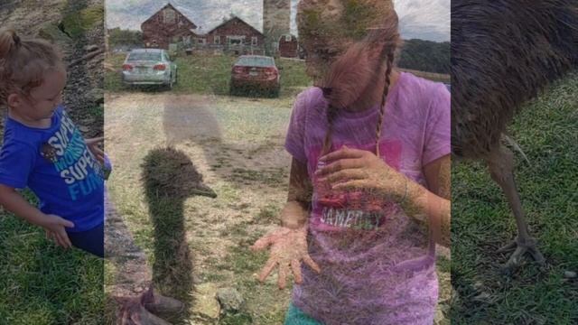 All About Emus смотреть онлайн