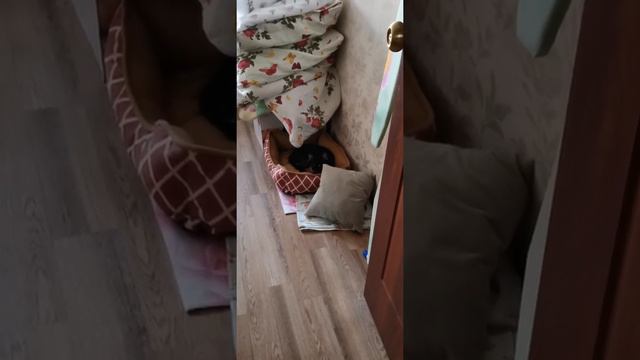 Мечта о собаке исполнилась, Атосик😀#новыйпитомец