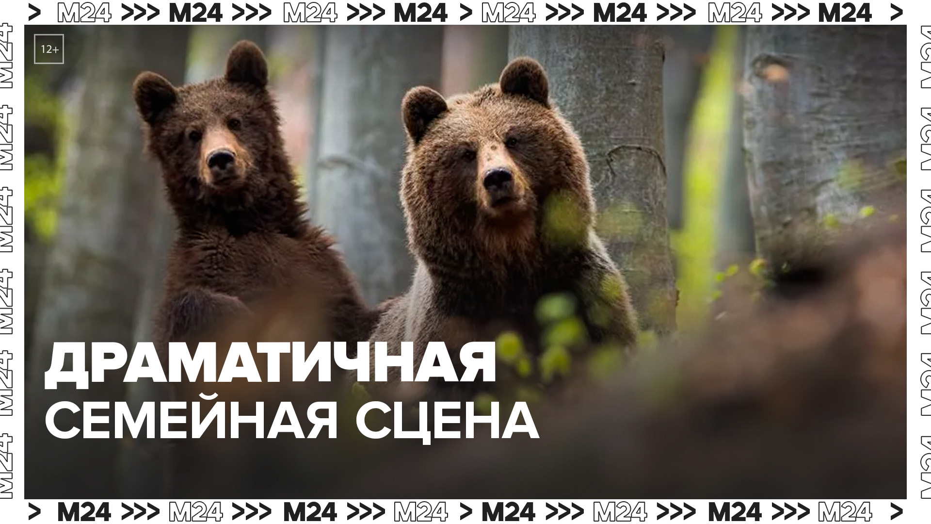 В Приморье водитель стал очевидцем семейной сцены медведей - Москва 24