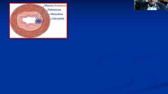 21. Development of digestive system (Part I) смотреть онлайн