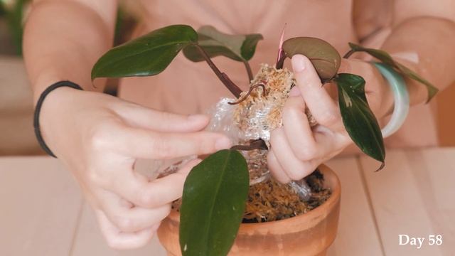Pink Princess Philodendron Gets MORE PINK! [Part 1] | Propagation & Air Layering l Plant Care Tips смотреть онлайн