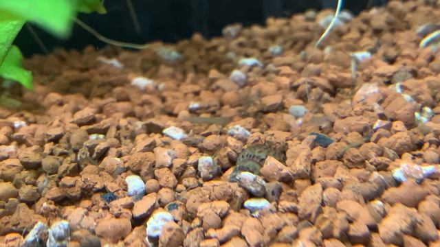 Улитка Мелания. Содержание. Уход. Размножение. Плюсы и минусы смотреть онлайн