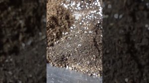 ВАСИЛЁК (белый)однолетник посев,всходы